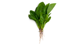 spinach